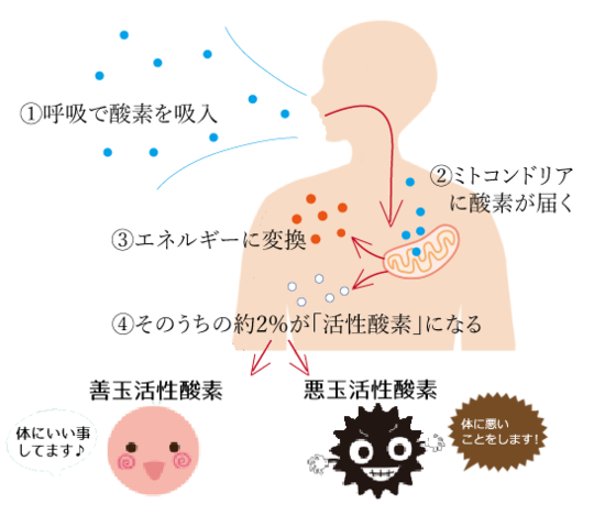 超高濃度水素吸入とは｜リノの森 - くどうちあき脳神経外科クリニック｜東京都大田区